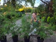 tuja brabant 100-110cm