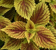 Roślina strukturalna Koleus Coleus Solar Fire