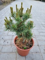 Sosna drobnokwiatowa Pinus parviflora 'Atco-Goyo' NA BIG BONSAI