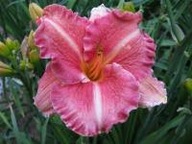 Liliowiec 'Pretty Fancy