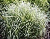 _CAREX MUSKINGUMENSIS VARIEGATA__ Trawa ozdobna biało zielona piękność__