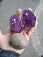 ZDROWE ZIEMNIAKI FIOLETOWE NIEBIESKIE, ZIEMNIAK PROVITA 2 KG