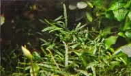 BUCEPHALANDRA ELITE SAT – RARYTAS DLA KONESERÓW ! od fibell
