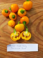 Papryka ORANGE SWEET BABY plenna słodka nasiona kolekcjonerskie