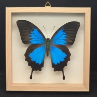 Motyl w gablotce Papilio Ulysses 3
