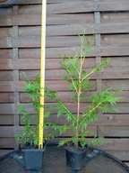 Tuja occidentais brabant