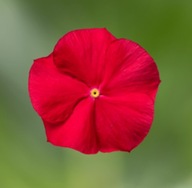 Catharanthus roseus LTD Cora XDR RED GLOW Barwinek SŁONECZNE KWIATY