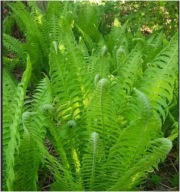 Paproć ogrodowa sadzonka 20 cm z gołym korzeniem na skarpy pod drzewa