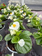 Begonia stałe kwitnąca ładna sadzonka biała