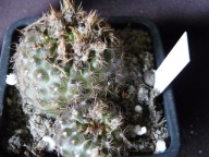 Kaktusy: Frailea pumila FS 14