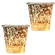 Zestaw 2 x muszki D.hydei 500 sztuk XXL , muszki owocówki nieloty .