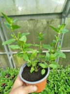 Mięta marokańska sadzonka