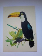 TUKAN rys. Janusz Grabiański - pocztówka z 1971 r