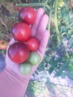 Pomidor Blue Pits bardzo piękna i plenna i odporna nasiona kolekcjonerskie