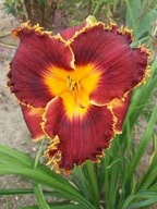 Liliowiec Ks,Jerzy Popiełuszko