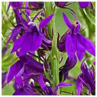 Lobelia wieloletnia fioletowa, 1,5L