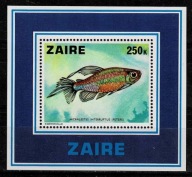 Zair/ ryby/ czyste