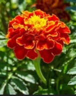 Aksamitka rozpierzchła Tagetes patula L. Z OGRODU CZAROWNICY 1g nasiona