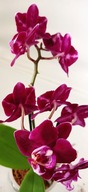 PHALENOPSIS storczyk multiflora `27