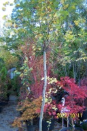 Pigwa jabłkowa szczepiony pienna kula jadalna stary 11 letni okaz inny