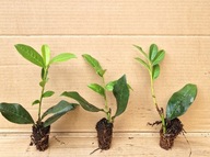 Laurowiśnia NOVITA MROZOODPORNA MULTIPLAT