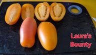 Pomidor LAURA'S BOUNTY - dwarf karłowy 10 nasion kolekcjonerskich DONICE