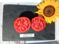 Pomidor Abraham Lincoln dawna pyszna odmiana z USA