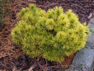 CYTRYNOWA CAŁY ROK Sosna górska 'Lemon' Pinus mugo