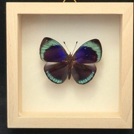 Motyl w gablotce Callithea Leprieuri Feisthameli