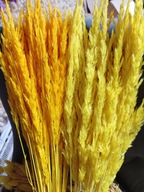 Trawa leśna naturalna zboże kłosy susz krajowy kolory ZÓŁTY palmy