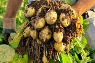 Ziemniaki PYSZNE jak sadzeniaki EKO "KRÓLOWA SMAKU ANNA" 10kg NAAAAJLEPSZE!