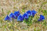 Hiacynt Kalifornijski (Triteleia) Queen Fabiola sadzonka w doniczce p8