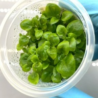 Lobelia sp. mini roślina akwariowa In Vitro kubek 6 cm PLANTIS