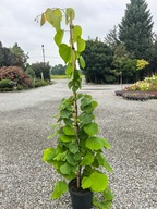 Judaszowiec kanadyjski GOLDEN FALLS Cercis 160-170 cm