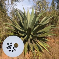 Agave salmiana – agawa meksykańska | 10 NASION + instrukcja wysiewu