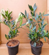 Laurowiśnia OTTO LUYKEN najbardziej kwitnąca odmiana 40-60 cm doniczka 2 L