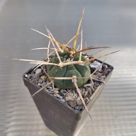 *KAKTUSY* GYMNOCALYCIUM ARMATUM - MS 375
