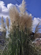 trawa pampasowa 'EVITA' don 3l nie kwitnąca