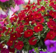 Petunia Power Sisters Red Runa jak VISTA