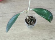 Hoya Hoja NICHOLSONIAE ukorzeniona