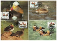 01-MC-GK81- Korea Płn, WWF, 1987-Kaczka Mandarynka