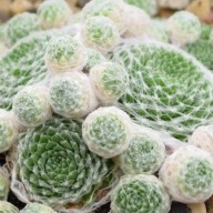 Rojnik pajęczynowaty 'Claerchen' P8