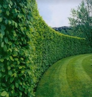 SADZONKI W DONICZCE GRAB POSPOLITY NA ŻYWOPŁOT