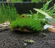 Piękny mech Distichophyllum sp. Rarystas