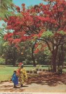 AFRYKA - KOBIETA - DZIECKO - DRZEWO BRACHYCHITON KLONOLISTNY