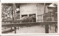 KRAKÓW ZOO -WYBIEG DLA SŁONI -fotografia -mały format