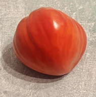 Pomidor Bull's Heart (202) nasiona kolekcjonerskie