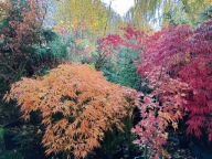 Perukowiec Golden podolski żółty szczepiony okaz 11 letni inny