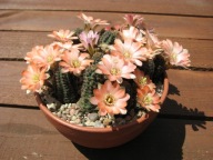 Kaktus ,Rebutia, Mediolobivia mixta LF 304