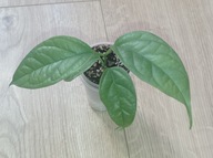 Hoya Hoja PHYLLURA ex. LINUSII ukorzeniona